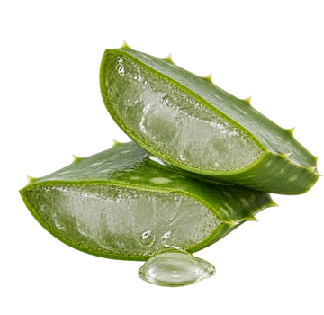 Aloe vera leaf